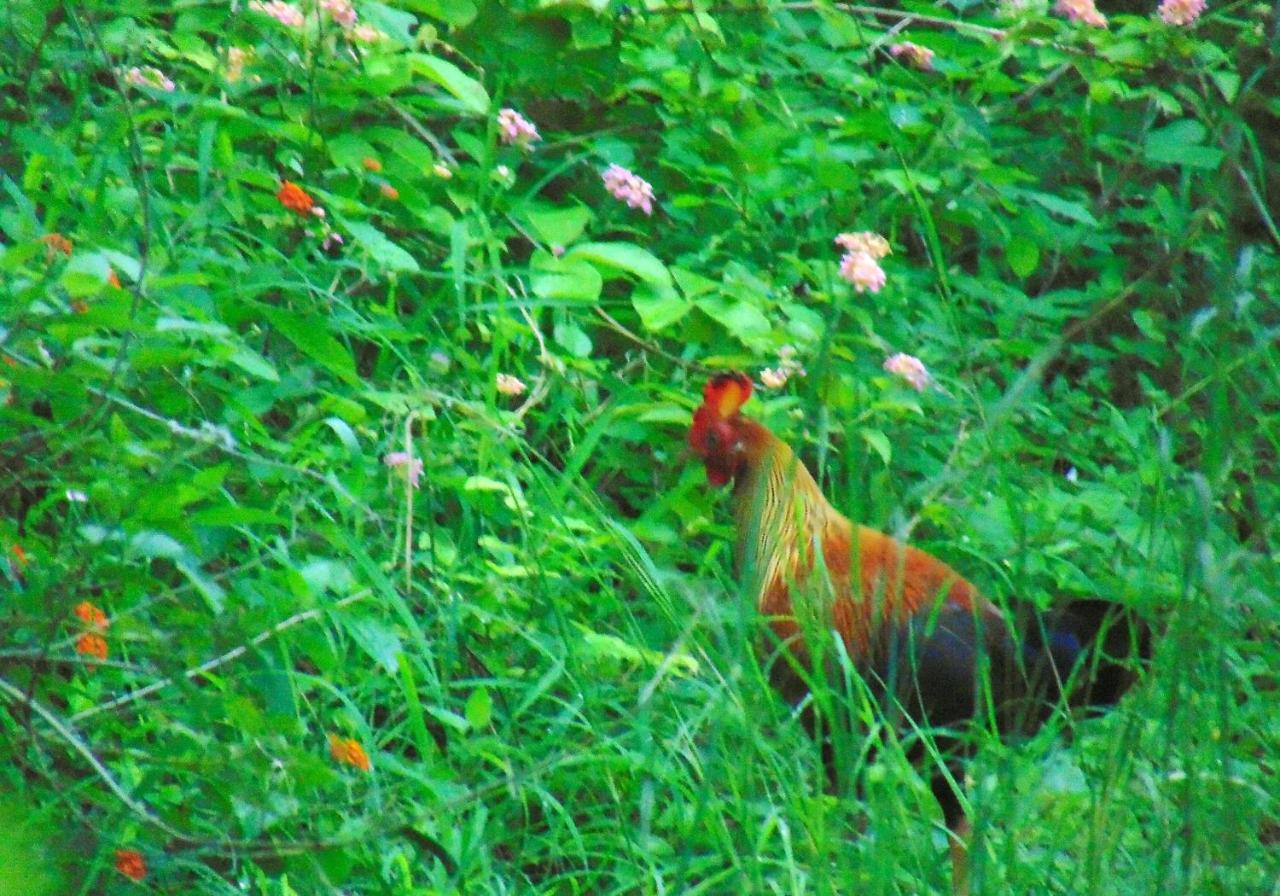 Kodigahawewa Forest Resort Tissamaharama Zewnętrze zdjęcie