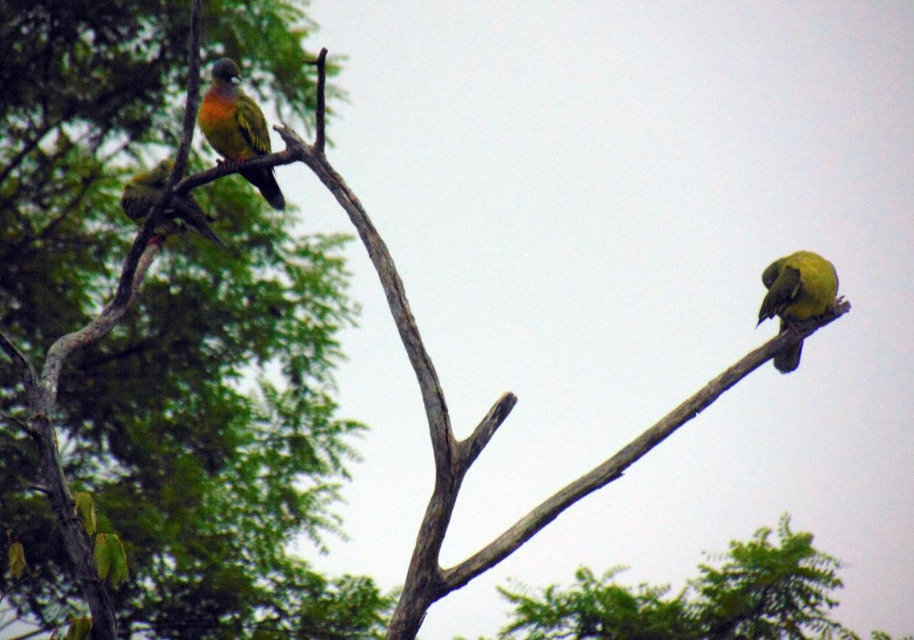 Kodigahawewa Forest Resort Tissamaharama Zewnętrze zdjęcie