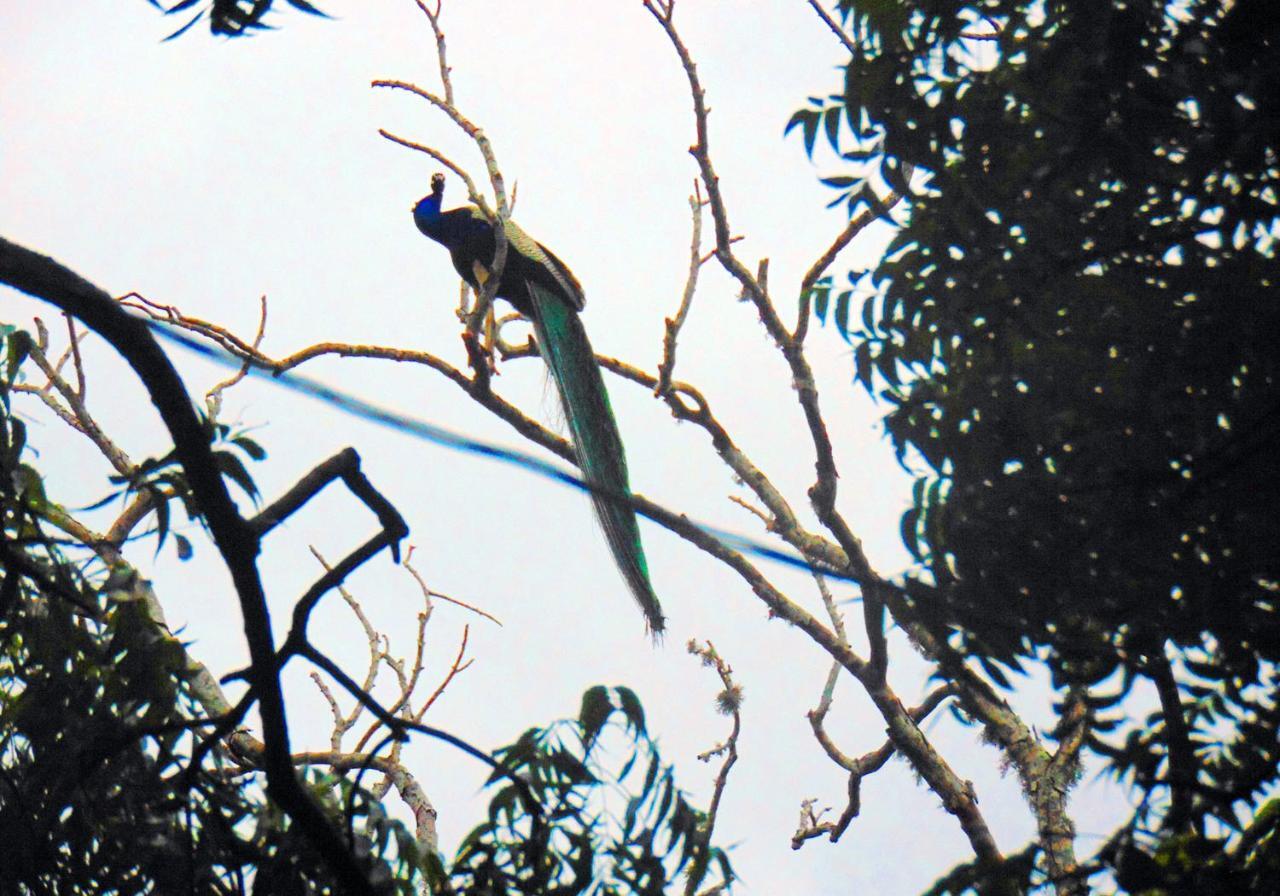 Kodigahawewa Forest Resort Tissamaharama Zewnętrze zdjęcie